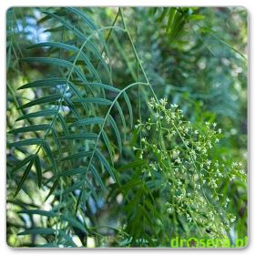 Pieprz peruwiański, schinus peruwiański (Schinus molle)